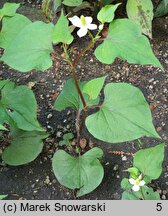 Houttuynia cordata (pstrolistka sercowata)