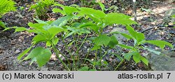 Hydrangea bifida (dejnante dwudzielna)