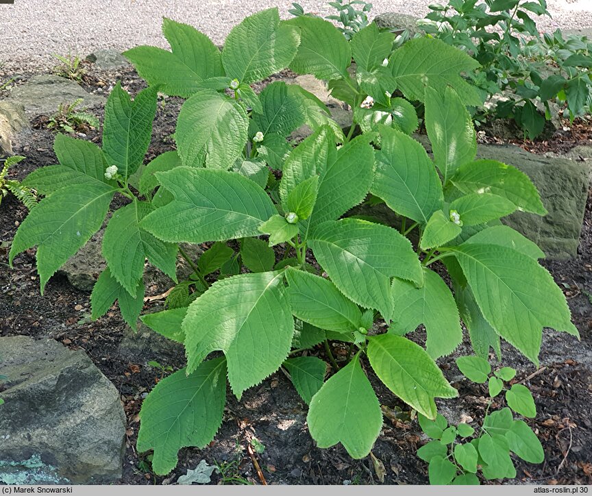 Hydrangea bifida (dejnante dwudzielna)