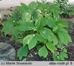 Hydrangea bifida (dejnante dwudzielna)