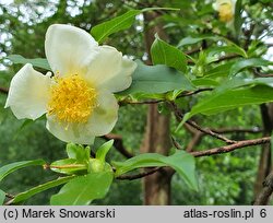 Stewartia serrata (stewarcja piłkowana)