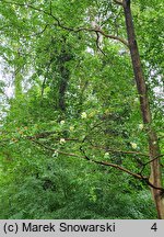 Stewartia serrata (stewarcja piłkowana)