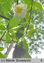 Stewartia serrata (stewarcja piłkowana)