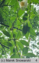 Stewartia serrata (stewarcja piłkowana)