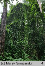 Aristolochia macrophylla (kokornak wielkolistny)