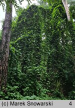 Aristolochia macrophylla (kokornak wielkolistny)