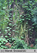 Aristolochia macrophylla (kokornak wielkolistny)