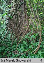 Aristolochia macrophylla (kokornak wielkolistny)