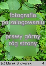 Viburnum alnifolium (kalina olcholistna)