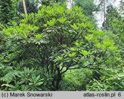 Rhododendron calophytum