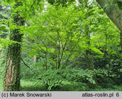 Acer spicatum (klon kłosowy)