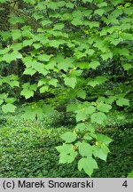 Acer spicatum (klon kłosowy)