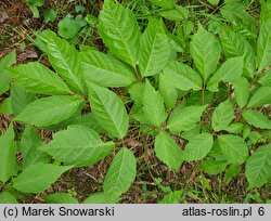 Acer spicatum (klon kłosowy)