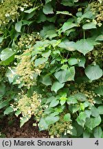 Hydrangea petiolaris (hortensja pnąca)