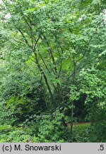 Acer caudatum ssp. ukurundense (klon ukurundzki)