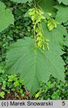 Acer caudatum ssp. ukurundense (klon ukurundzki)