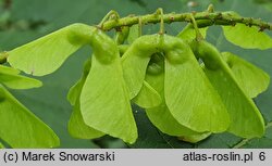 Acer caudatum ssp. ukurundense (klon ukurundzki)