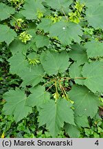 Acer caudatum ssp. ukurundense (klon ukurundzki)