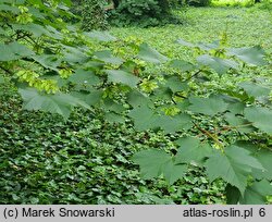 Acer caudatum ssp. ukurundense (klon ukurundzki)