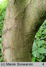 Acer japonicum Aconitifolium