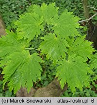 Acer japonicum Aconitifolium