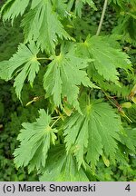 Acer japonicum Aconitifolium