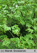 Acer japonicum Aconitifolium