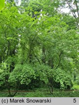 Acer japonicum Aconitifolium