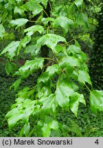 Acer buergerianum (klon trójzębny)