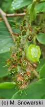 Corylopsis sinensis (leszczynowiec chiński)