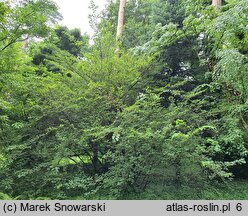 Corylopsis sinensis (leszczynowiec chiński)