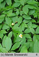 Stewartia pseudocamellia (stewarcja kameliowata)