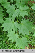 Acer pseudosieboldianum ssp. takesimense (klon ussuryjski koreański)