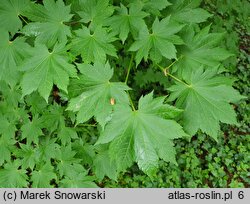 Acer pseudosieboldianum ssp. takesimense (klon ussuryjski koreański)