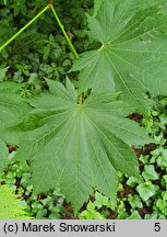 Acer pseudosieboldianum ssp. takesimense (klon ussuryjski koreański)