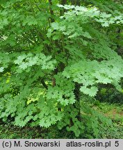 Acer pseudosieboldianum ssp. takesimense (klon ussuryjski koreański)