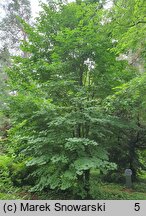 Acer pseudosieboldianum ssp. takesimense (klon ussuryjski koreański)