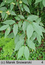 Linnaea yunnanensis