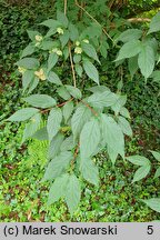 Linnaea yunnanensis