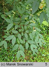 Linnaea yunnanensis