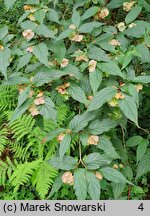 Linnaea yunnanensis