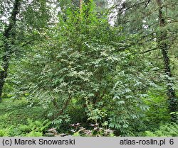 Linnaea yunnanensis