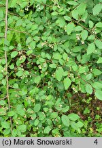 Linnaea yunnanensis