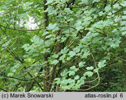 Acer ×coriaceum