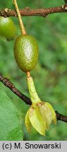 Elaeagnus multiflora (oliwnik kwietny)