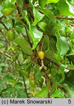 Elaeagnus multiflora (oliwnik kwietny)