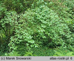 Elaeagnus multiflora (oliwnik kwietny)