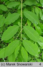 Euonymus phellomanus (trzmielina korkowa)