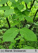 Euonymus phellomanus (trzmielina korkowa)