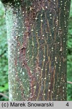 Euonymus phellomanus (trzmielina korkowa)